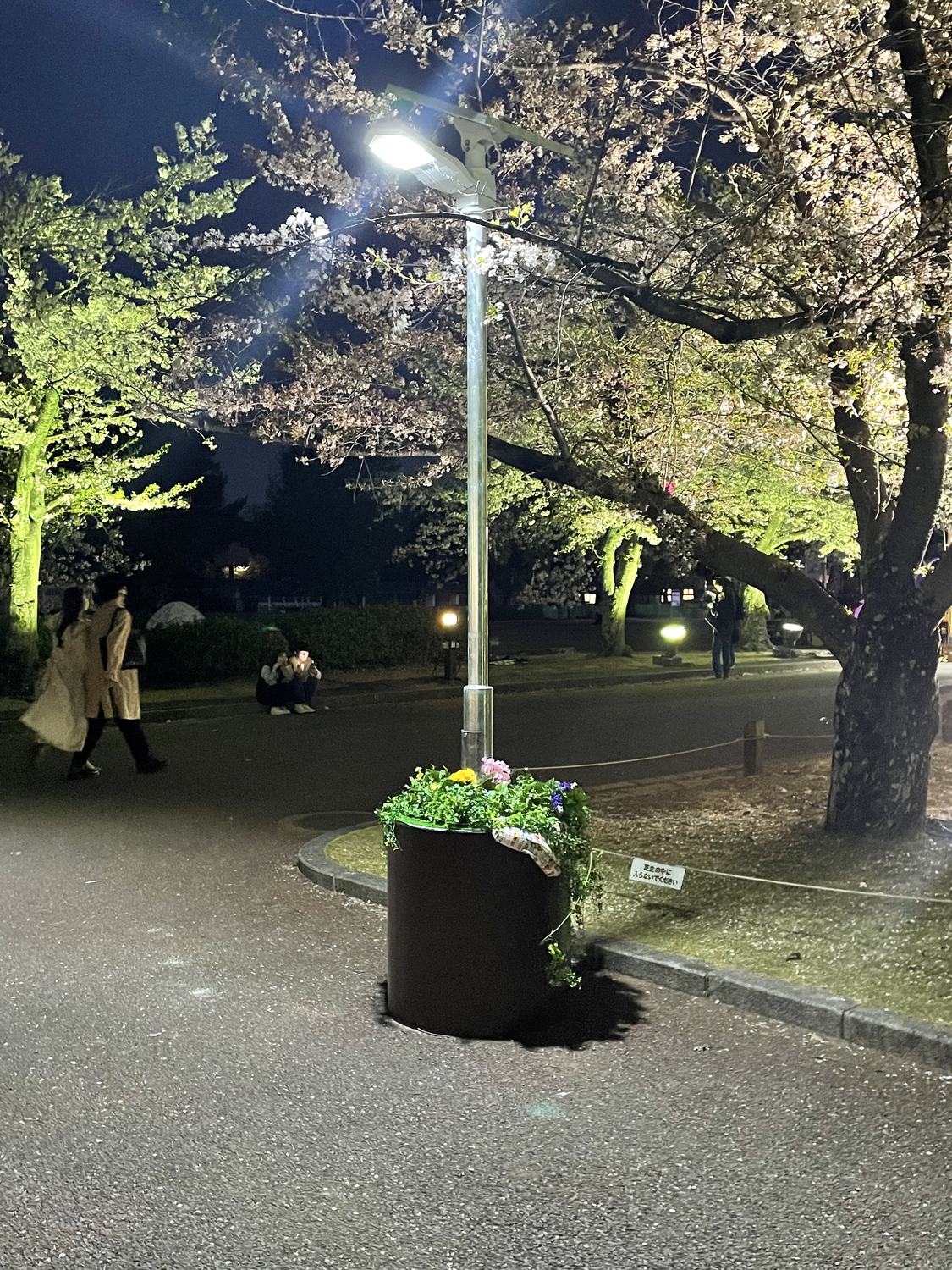 夜桜の公園に灯る防災防犯ライト